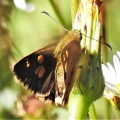 Timoconia flammeata (Bright Shield-skipper) at Cotter River, ACT - 27 Jan 2022 by JohnBundock