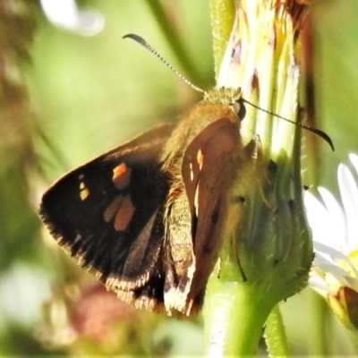 Timoconia flammeata (Bright Shield-skipper) at Cotter River, ACT - 27 Jan 2022 by JohnBundock