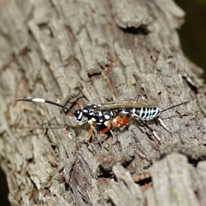 Stenarella victoriae at Hughes, ACT - 28 Jan 2022