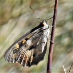 Geitoneura klugii (Marbled Xenica) at Cotter River, ACT - 27 Jan 2022 by JohnBundock