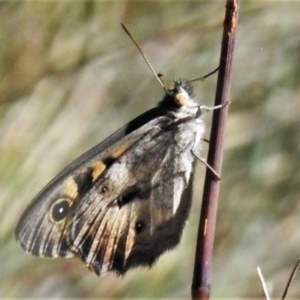 Geitoneura klugii at Cotter River, ACT - 27 Jan 2022