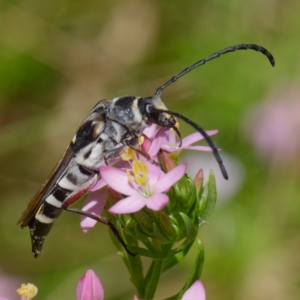 Hesthesis cingulatus at Mount Clear, ACT - 27 Jan 2022