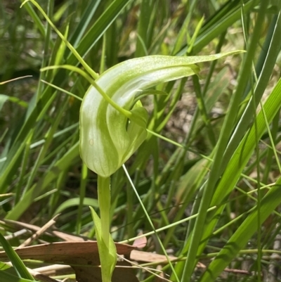 Pterostylis falcata (Sickle Greenhood) at Paddys River, ACT - 19 Dec 2021 by AJB