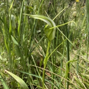 Pterostylis falcata at Paddys River, ACT - 19 Dec 2021