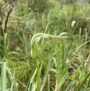 Pterostylis falcata at Paddys River, ACT - 19 Dec 2021