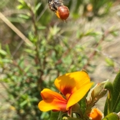 Exoneura sp. (genus) at Mount Clear, ACT - suppressed