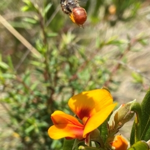 Exoneura sp. (genus) at Mount Clear, ACT - suppressed