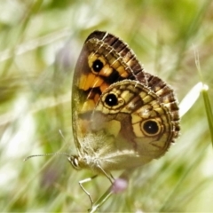 Heteronympha cordace (Bright-eyed Brown) at Cotter River, ACT - 27 Jan 2022 by JohnBundock