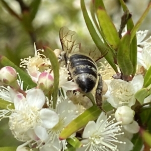 Apis mellifera at Acton, ACT - 4 Jan 2022