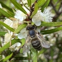 Apis mellifera at Acton, ACT - 4 Jan 2022