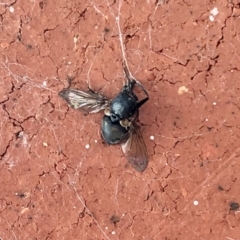Unverified True fly (Diptera) at Aranda, ACT - 28 Jan 2022 by KMcCue