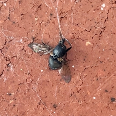 Unverified True fly (Diptera) at Aranda, ACT - 28 Jan 2022 by KMcCue