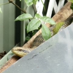 Tiliqua scincoides scincoides (Eastern Blue-tongue) at Aranda, ACT - 28 Jan 2022 by KMcCue