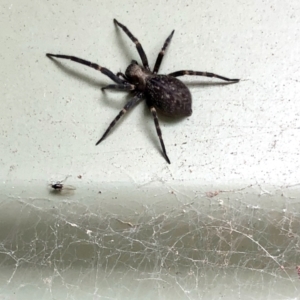 Badumna sp. (genus) at Aranda, ACT - 28 Jan 2022 10:05 AM