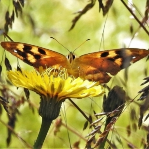 Heteronympha solandri at Bimberi, NSW - 27 Jan 2022