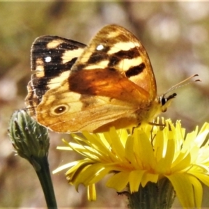 Heteronympha solandri at Bimberi, NSW - 27 Jan 2022