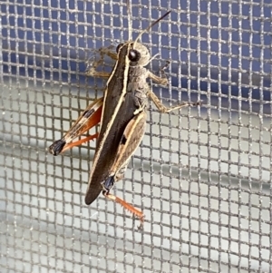 Phaulacridium vittatum at Numeralla, NSW - 28 Jan 2022