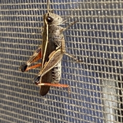 Phaulacridium vittatum at Numeralla, NSW - 28 Jan 2022