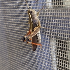 Phaulacridium vittatum at Numeralla, NSW - 28 Jan 2022