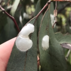 Lasiopsylla sp. (genus) at Garran, ACT - 21 Jan 2022