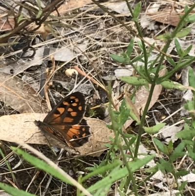 Geitoneura klugii (Marbled Xenica) at Garran, ACT - 21 Jan 2022 by Tapirlord