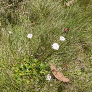 Trachymene humilis subsp. humilis at Tennent, ACT - 27 Jan 2022