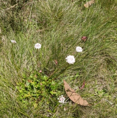 Trachymene humilis subsp. humilis (Alpine Trachymene) at Tennent, ACT - 27 Jan 2022 by WalterEgo