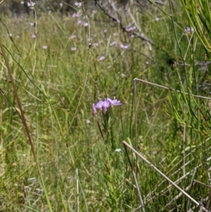 Epilobium billardiereanum subsp. hydrophilum at Tennent, ACT - 27 Jan 2022 12:47 PM