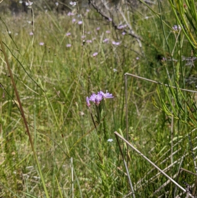 Epilobium billardiereanum subsp. hydrophilum at Tennent, ACT - 27 Jan 2022 by WalterEgo