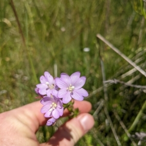 Epilobium billardiereanum subsp. hydrophilum at Tennent, ACT - 27 Jan 2022 12:47 PM