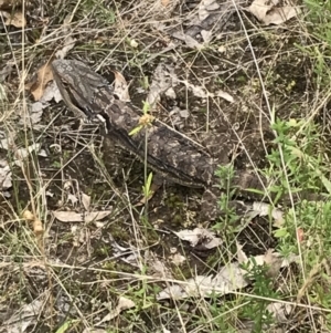 Pogona barbata at Garran, ACT - 21 Jan 2022