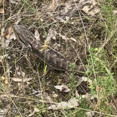 Pogona barbata at Garran, ACT - 21 Jan 2022