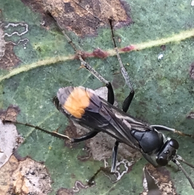 Calopompilus sp. (genus) (Spider wasp) at Garran, ACT - 21 Jan 2022 by Tapirlord