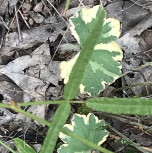 Hydrocotyle laxiflora at Garran, ACT - 21 Jan 2022 11:51 AM