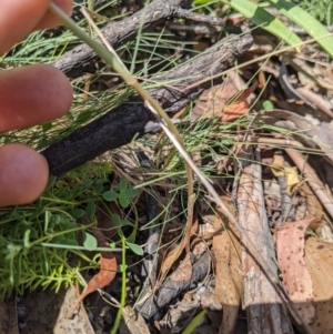 Diplodium sp. at Cotter River, ACT - 27 Jan 2022