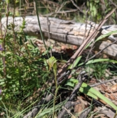 Diplodium sp. at Cotter River, ACT - 27 Jan 2022