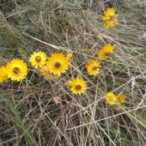 Xerochrysum viscosum at Jerrabomberra, ACT - 28 Jan 2022