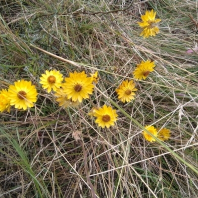 Xerochrysum viscosum (Sticky Everlasting) at Jerrabomberra, ACT - 28 Jan 2022 by CallumBraeRuralProperty