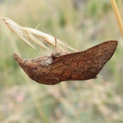 Entometa (genus) at Aranda Bushland - 28 Jan 2022 by CathB