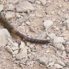 Oligochaeta (class) (Unidentified earthworm) at Yarralumla, ACT - 28 Jan 2022 by ConBoekel