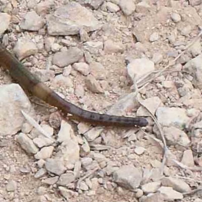 Oligochaeta (class) (Unidentified earthworm) at Yarralumla, ACT - 28 Jan 2022 by ConBoekel