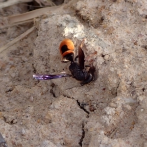 Eumeninae (subfamily) at Murrumbateman, NSW - 31 Jan 2022 06:11 PM