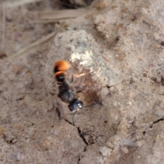 Eumeninae (subfamily) at Murrumbateman, NSW - 31 Jan 2022 06:11 PM