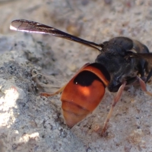 Eumeninae (subfamily) at Murrumbateman, NSW - 31 Jan 2022