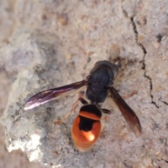 Eumeninae (subfamily) at Murrumbateman, NSW - 31 Jan 2022 06:11 PM