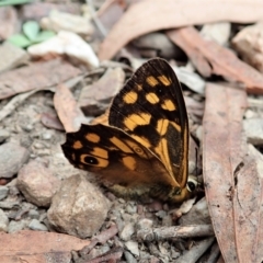 Heteronympha paradelpha (Spotted Brown) at Aranda Bushland - 28 Jan 2022 by CathB