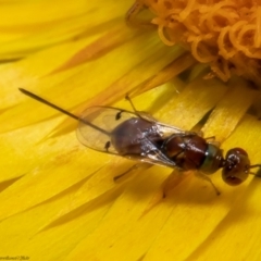 Megastigmus sp. (genus) (Parasitic wasp) at ANBG - 28 Jan 2022 by Roger