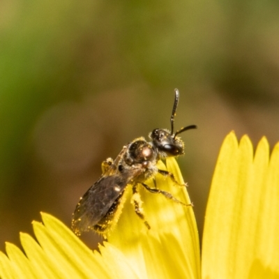 Lasioglossum (Homalictus) ctenander at ANBG - 28 Jan 2022 by Roger