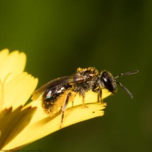 Lasioglossum (Homalictus) ctenander at Acton, ACT - 28 Jan 2022