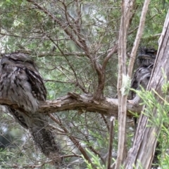 Podargus strigoides (Tawny Frogmouth) at ANBG - 28 Jan 2022 by Roger